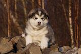 ALASKAN MALAMUTE 594
